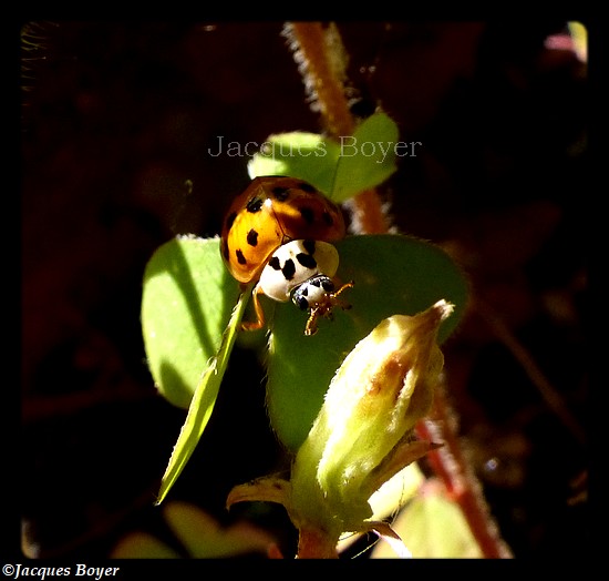 Bête à bon dieu ! Jacques BOYER